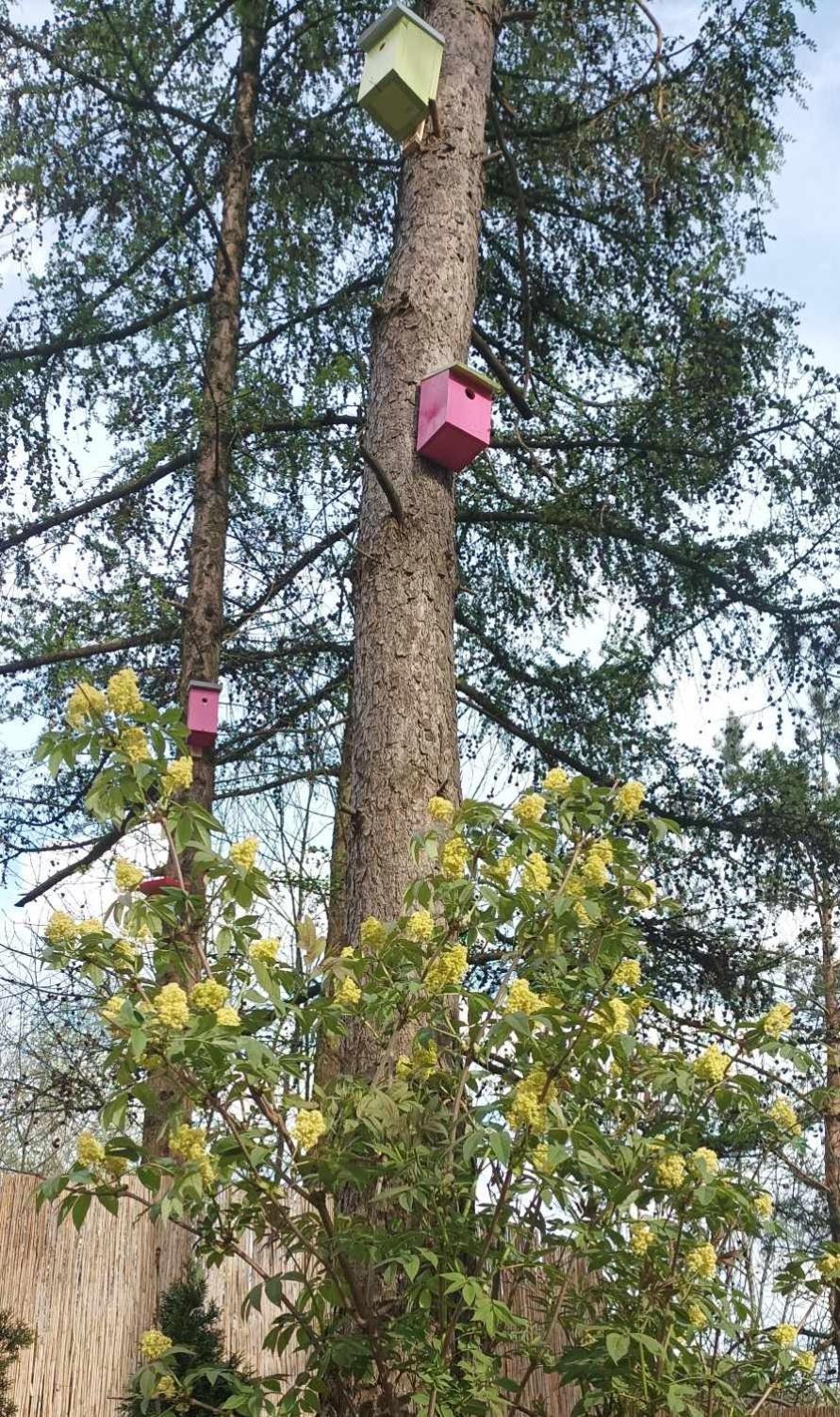 Domek Zielenina Villa Mierzeszyn Eksteriør bilde